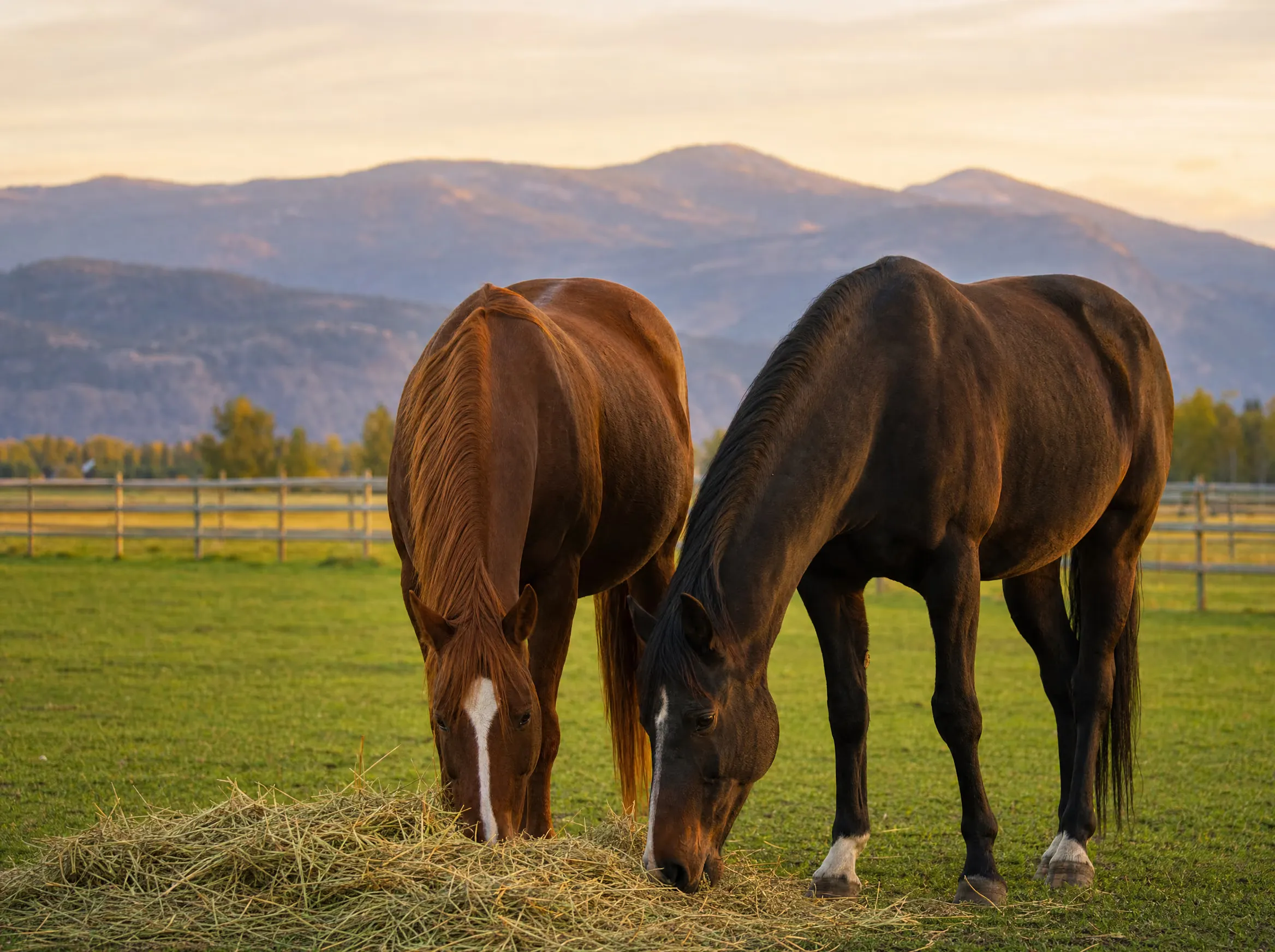 Two horses grazing on loose hay in a green paddock at golden hour with mountains behind