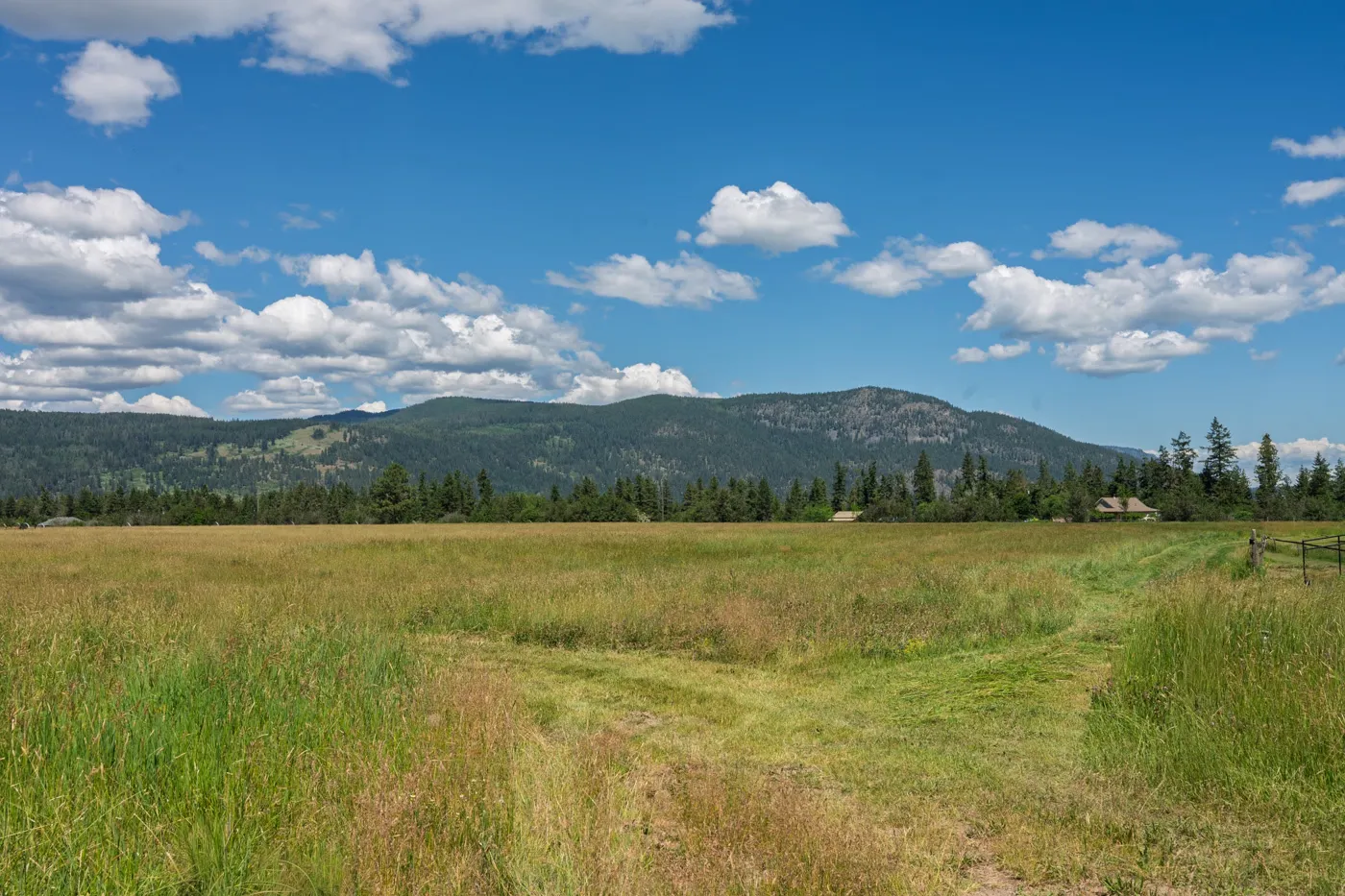 An organic alfalfa-grass hay field running back to the Spallumcheen valley mountains under a blue sky